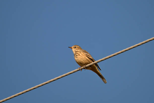 istock American Pipit bird on a wire 2181253040