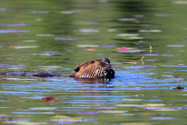 Autumn scene of a  beaver eating the fallen leaves floating on the surface of a lake