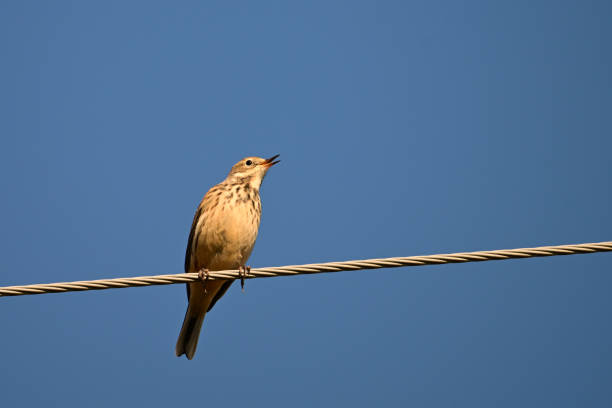 istock American Pipit bird on a wire singing 2181253072