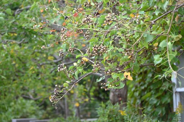 istock Chinese tallow tree (Triadica sebifera) fruits. Euphorbiaceae deciduous tree. 2181253219