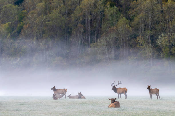 istock Elk herd in Great Smoky Mountains National Park 2181255304