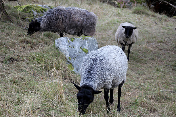 istock Sheeps out on their own to eat as much grass as possible 2181257045