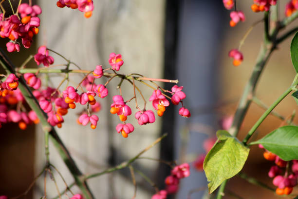 Euonymus europaeus, the spindle, European spindle, or common spindle