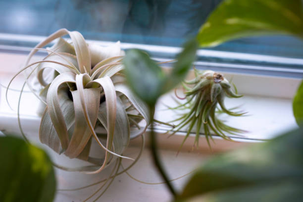 Two air plants on the window