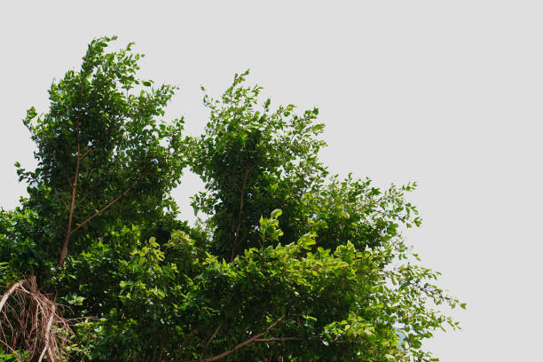 lots of green leaves White background (blurry or blurry)