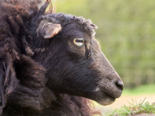 istock Portrait of brown ouessant sheep 2181264639