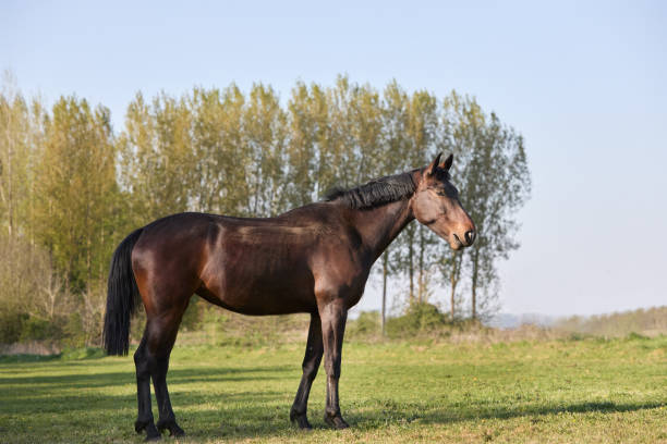 istock Beautiful brown horse on meadow 2181264679