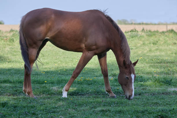 istock Beautiful brown horse on meadow 2181264687