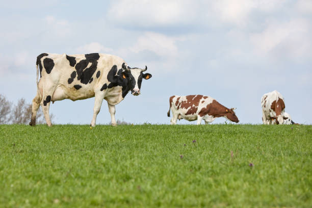 istock Cow on meadow in rural landscape 2181264702