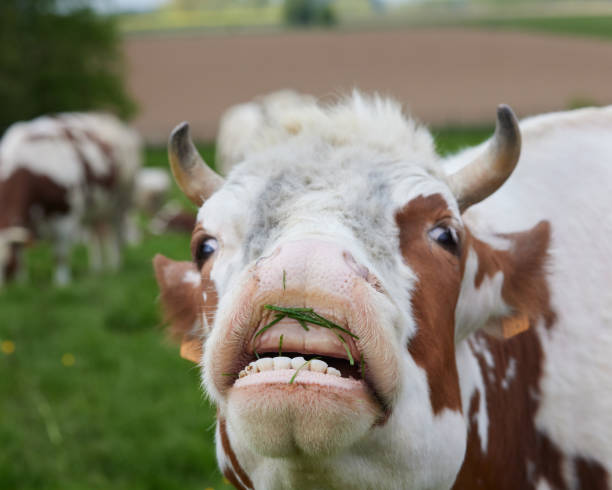 Black and White Cow on meadow eating grass