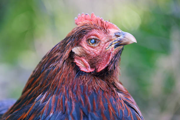 Close up of chicken with eye cataract and no eye sight