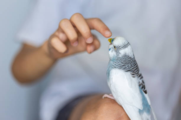 istock Blue and white budgerigar. Pets concept and domestic birds. 2181264826