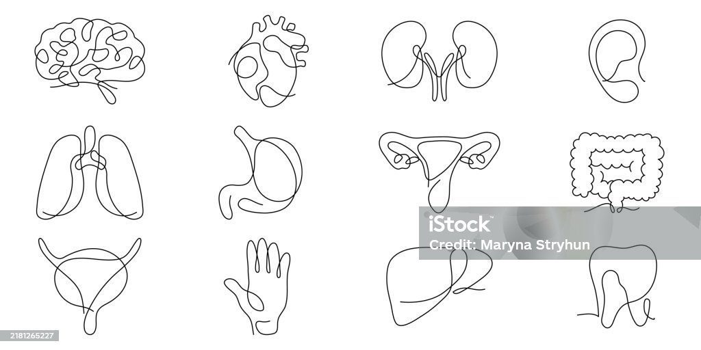 Set of human organs one line continuous drawing. Vector illustration. Lungs, brain, stomach, heart, liver, kidneys continuous one line illustration. Line Art stock vector Set of human organs one line continuous drawing. Vector illustration. Lungs, brain, stomach, heart, liver, kidneys continuous one line illustration. Line Art stock vector