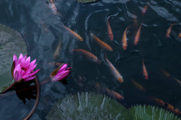 istock goldfish in the pond lotus flower 2181265399