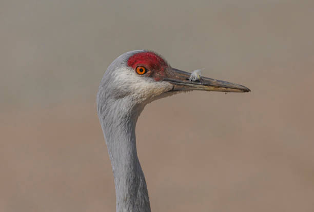 istock Close Up Of Sandhill Crane 2181265817