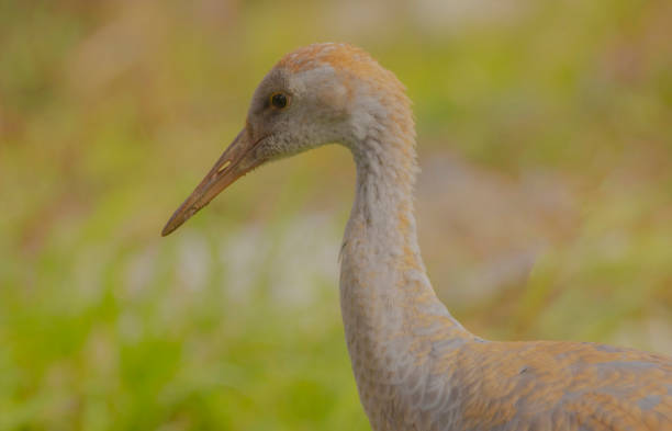 A close up of a sandhill crane looking.