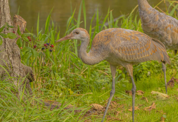 istock Sandhill Crane Looking At Berries 2181265829