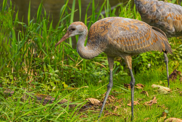 istock Close Up Of Sandhill Crane 2181265838