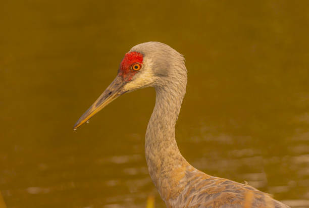 A close up of a sandhill crane looking.