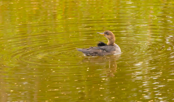 istock Female Hooded Merganser 2181265902