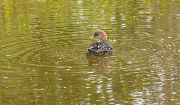 istock Female Hooded Merganser 2181265907