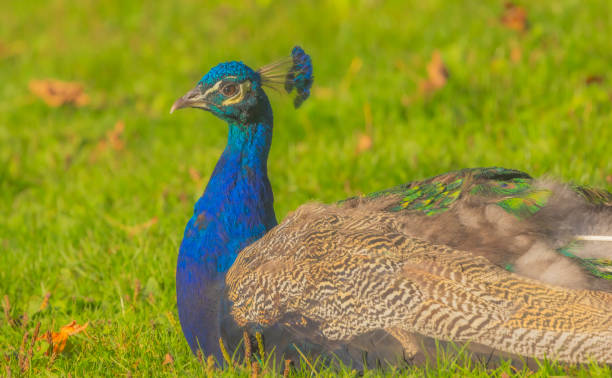 Peacock Hiding in Green Grass