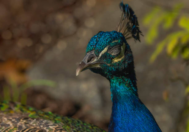 a peacock bird