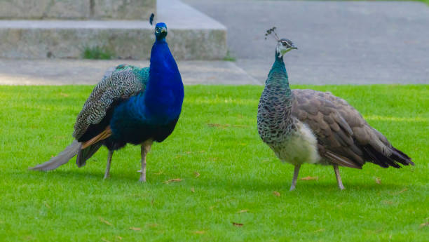 istock Male And Female Peacock 2181266876
