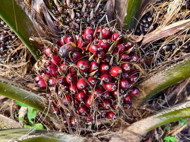 istock ripe oil palm fruit on the tree 2181267429