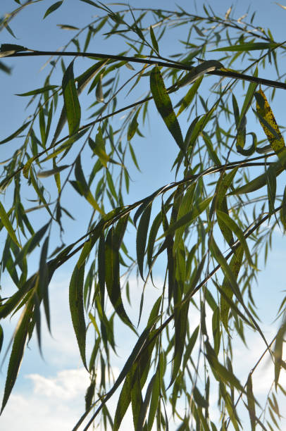 istock Close up of Weeping Willow Branches with Blue Sky and Clouds in Background 2181269291
