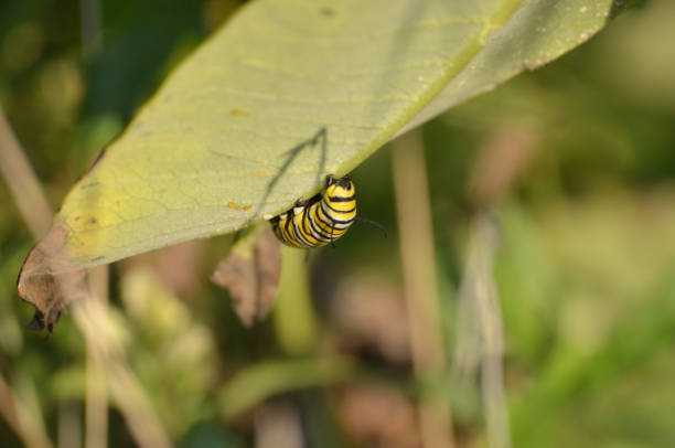 istock Monarch Caterpillar on Milkweed leaf in Summer 2181269331