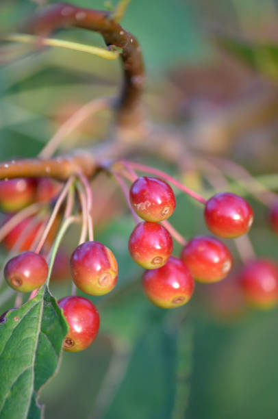 istock Close up of Crab Apple Berries Fruit on Tree Branch 2181269392