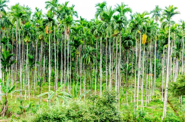 istock Rural landscape in India 2181273262