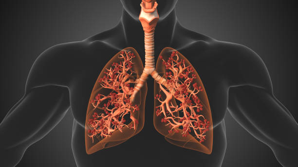 istock Lung Alveoli Supporting Vital Respiration and Oxygen Flow 2181273676