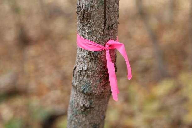 istock Pink ribbon tied around small tree trunk 2181275063