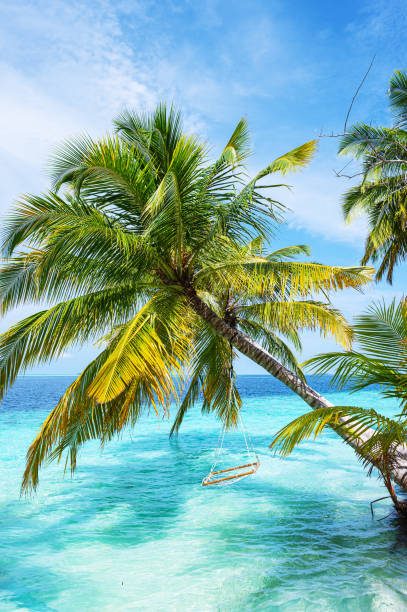 istock Swing hanging from coconut palm tree on tropical beach by the sea 2181275711