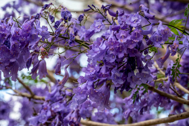 istock Jacaranda blooms in Northern NSW herald spring. 2181276972