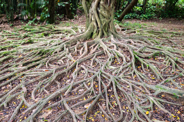 This image reveals the complex and extensive root system of a large tree in a forest setting. The roots, thick and gnarled, spread out across the forest floor in a network that mirrors the tree's above-ground branches. The roots are covered in a variety of green mosses and small plants, indicating a moist environment that supports diverse plant life. The surrounding forest floor is littered with fallen leaves, adding to the rich organic matter that nourishes the roots. The perspective of the image, taken from ground level, emphasizes the size and reach of the root system, offering a glimpse into the hidden yet vital structures that support the life of a tree in the forest ecosystem.