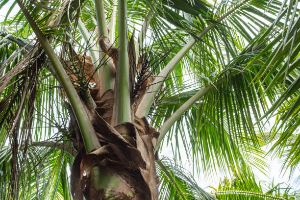 A coconut sits in the sand on a beach in Jamaica