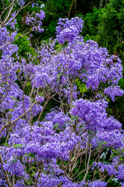 istock Jacaranda blooms in Northern NSW herald spring. 2181277733