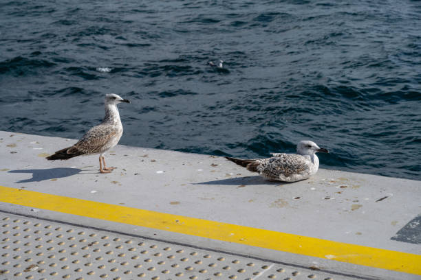 Seagulls at Istanbul's Galataport port