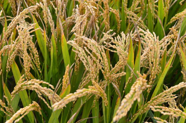 istock Mature rice in the field 2181280217