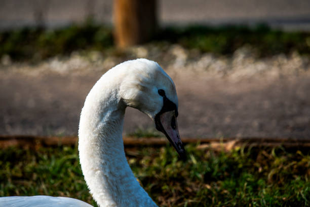 white swan among the grassy banks and trees of Lake Fimon in Vicenza