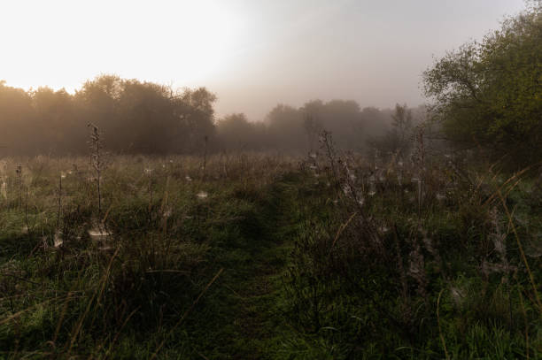 A tranquil meadow scene on a foggy morning, with dew-covered grasses and spider webs glistening in the early sunlight. The mist creates a soft, serene atmosphere as trees fade into the background.