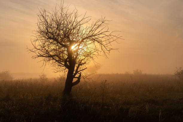 A solitary tree stands in a misty field, silhouetted against a vibrant sunrise. The warm golden light filters through its bare branches, creating a peaceful and atmospheric scene.