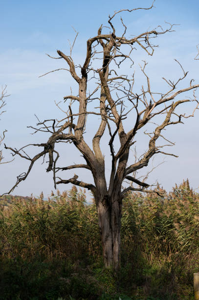 A leafless, twisted tree stands starkly against a backdrop of tall grasses on the Tihany Peninsula. The gnarled branches reach outwards, creating a dramatic silhouette under a clear sky.