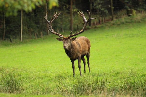 istock Male red deer with impressive antlers on a green meadow 2181284920