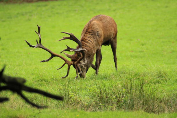 Male red deer with impressive antlers on a green meadow
