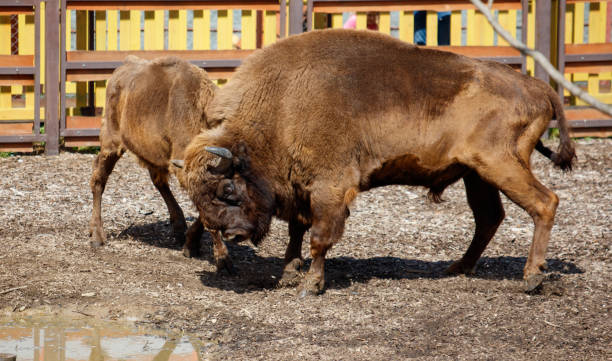 istock Two bisons are fighting in the park 2181285290