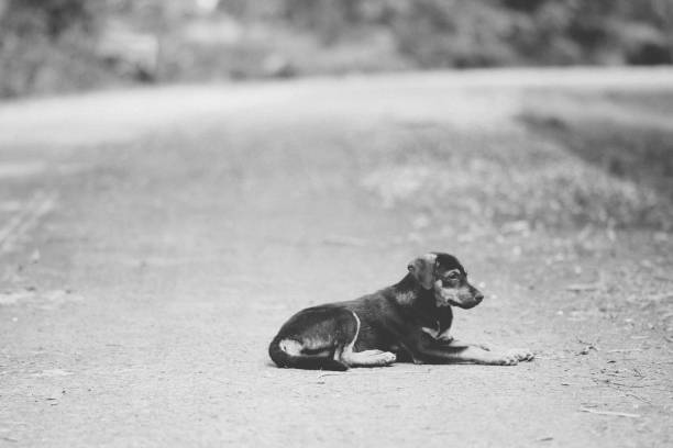 istock homeless animal 2181287337